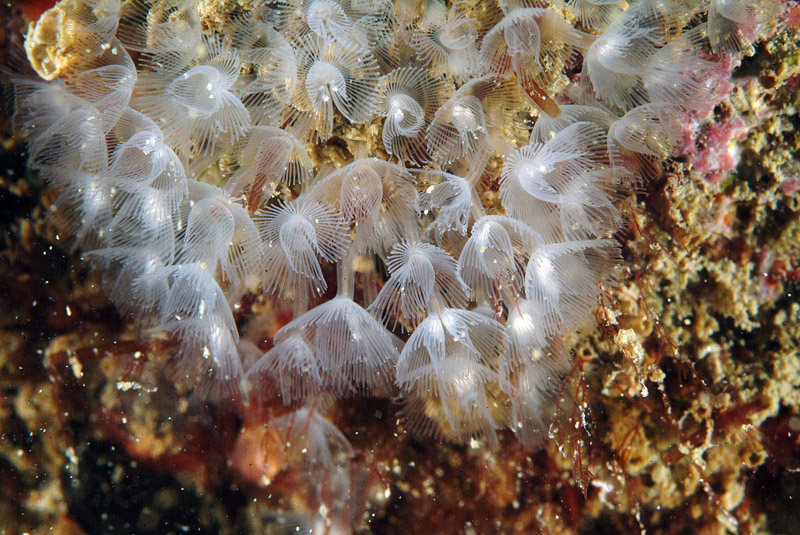 Foronideo (Phoronis hippocrepia)